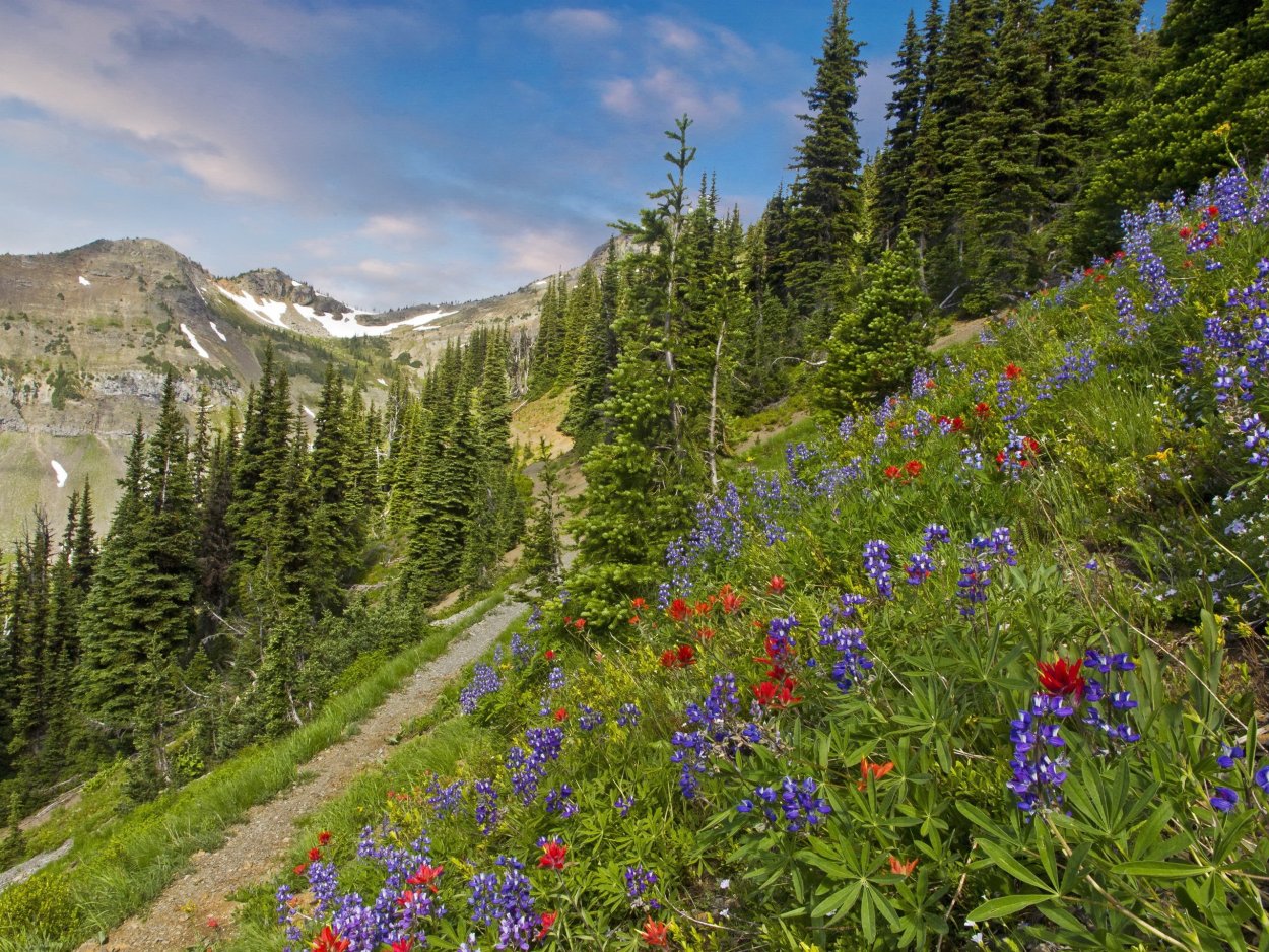 Альпийские Луга Южной Америки
