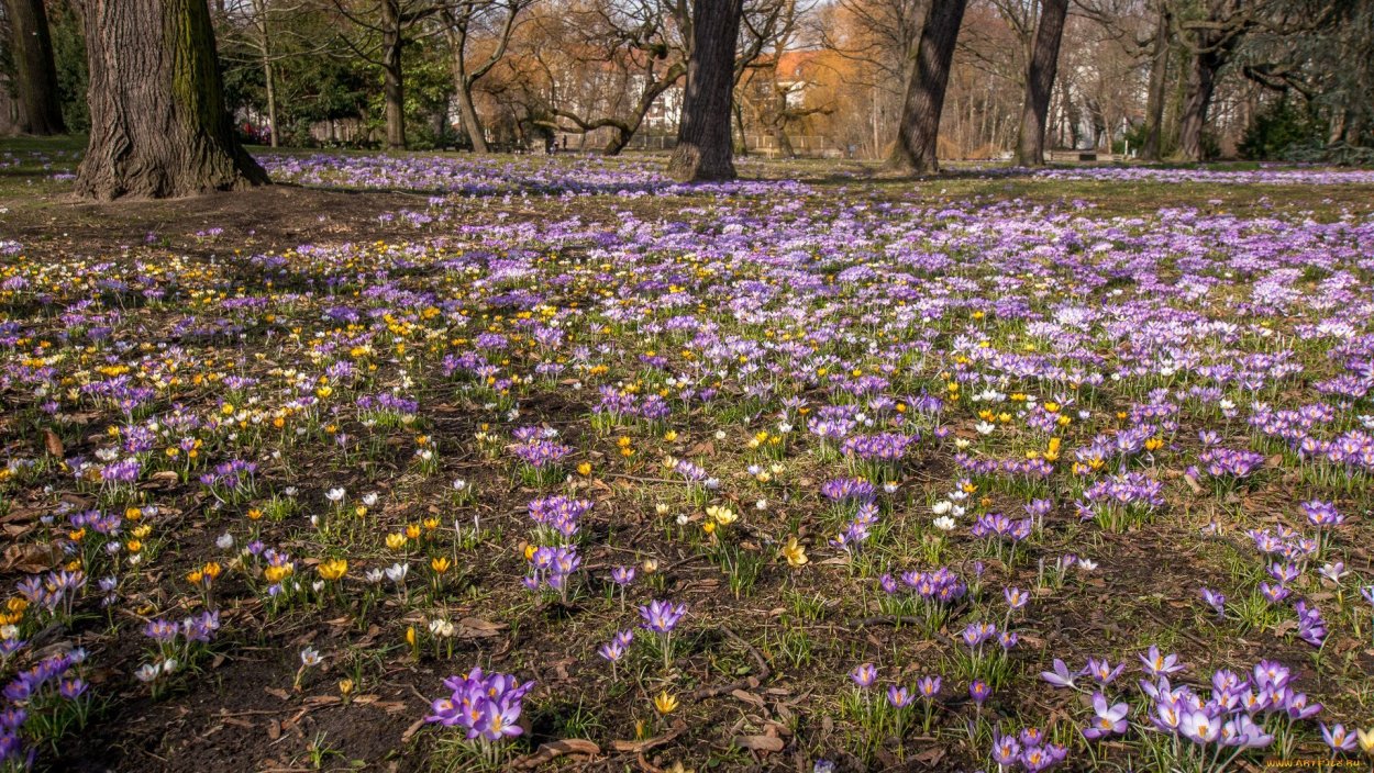 Поляна весной
