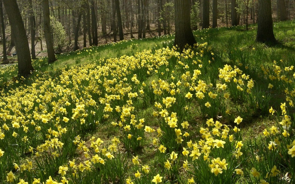 Весенние Лесные цветы