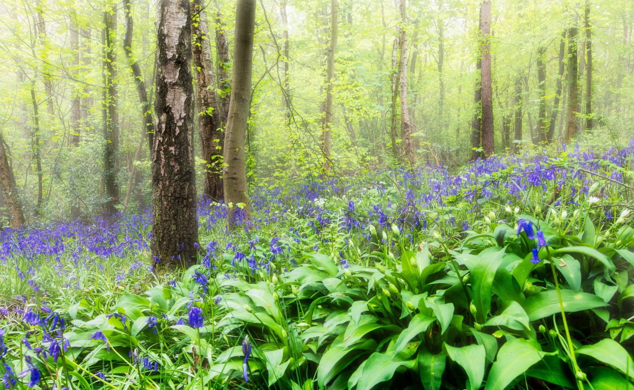 Трава в лесу