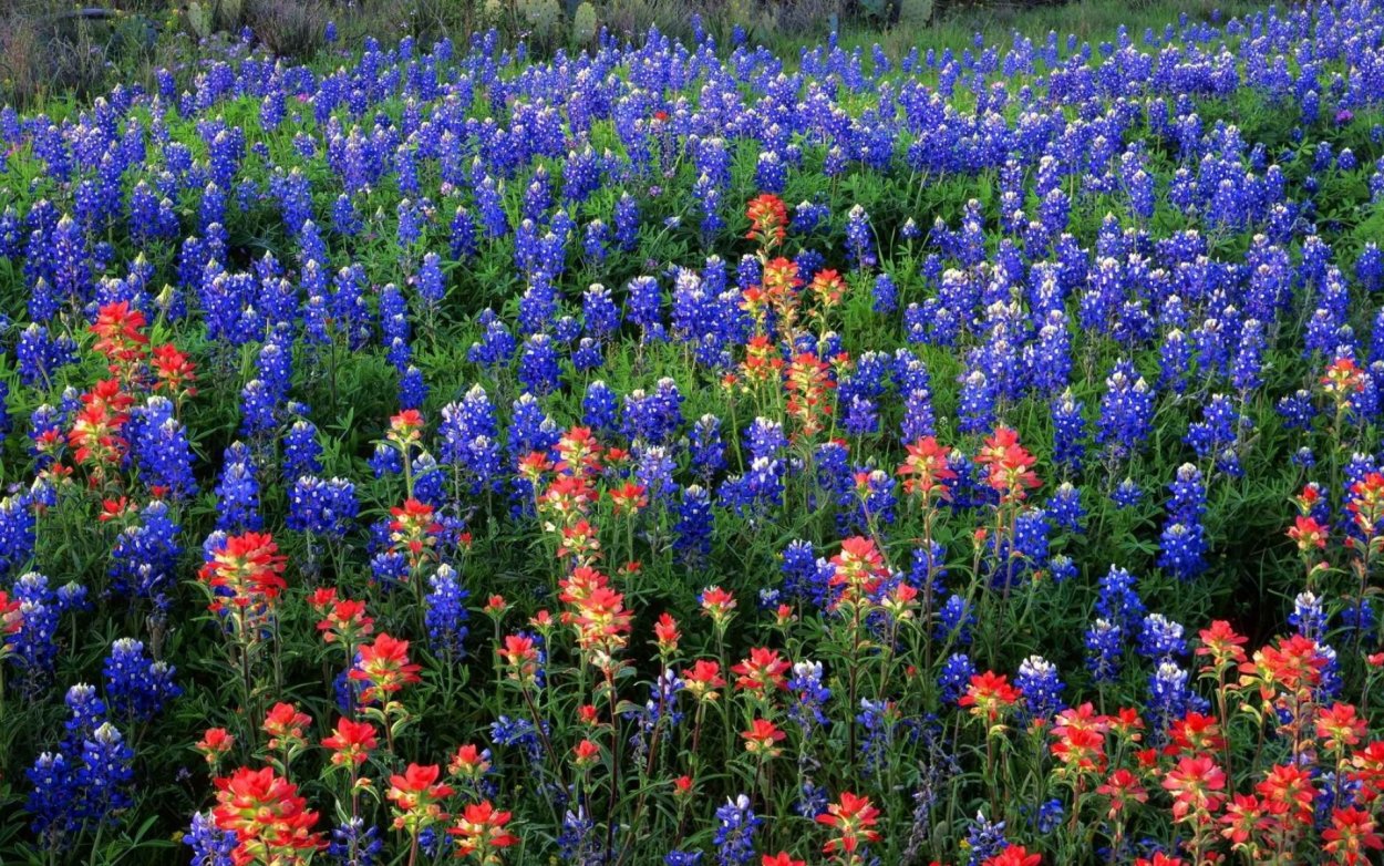 Люпины Bluebonnet