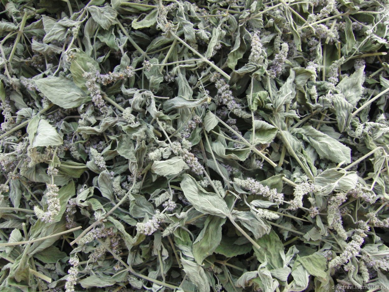 Фестиваль Дикая мята 2022