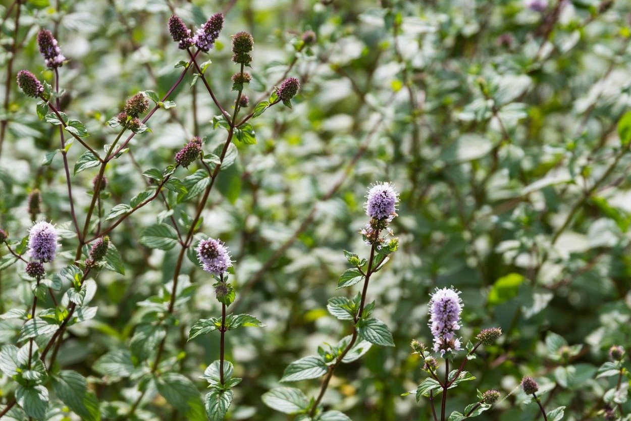 Cheese people Дикая мята
