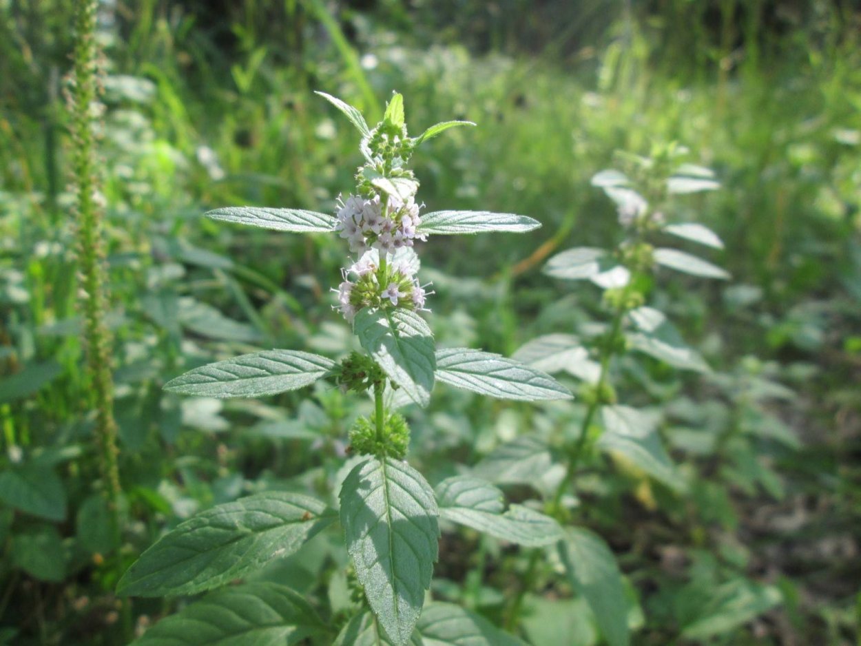 Мята Болотная