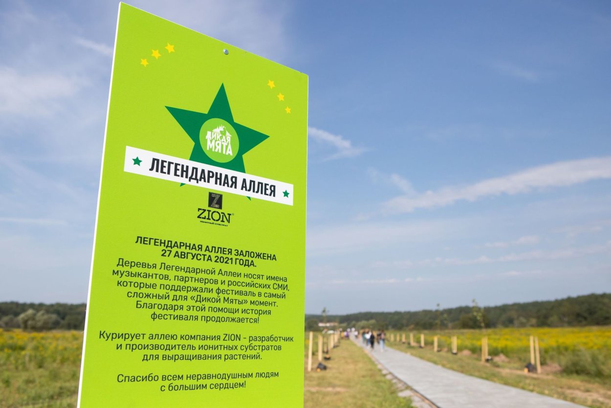 Мята цветет куст