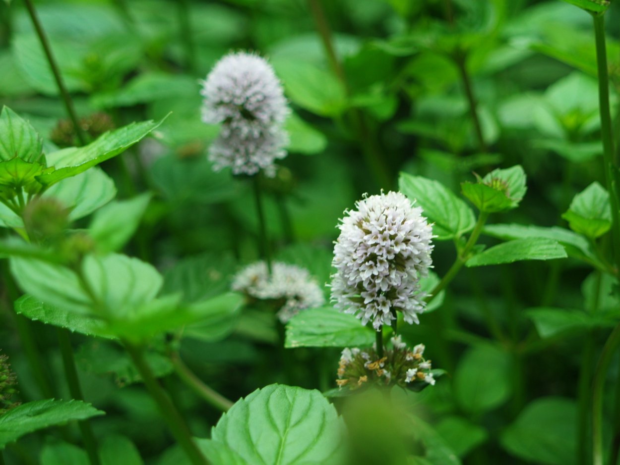 Мята в Сухом виде