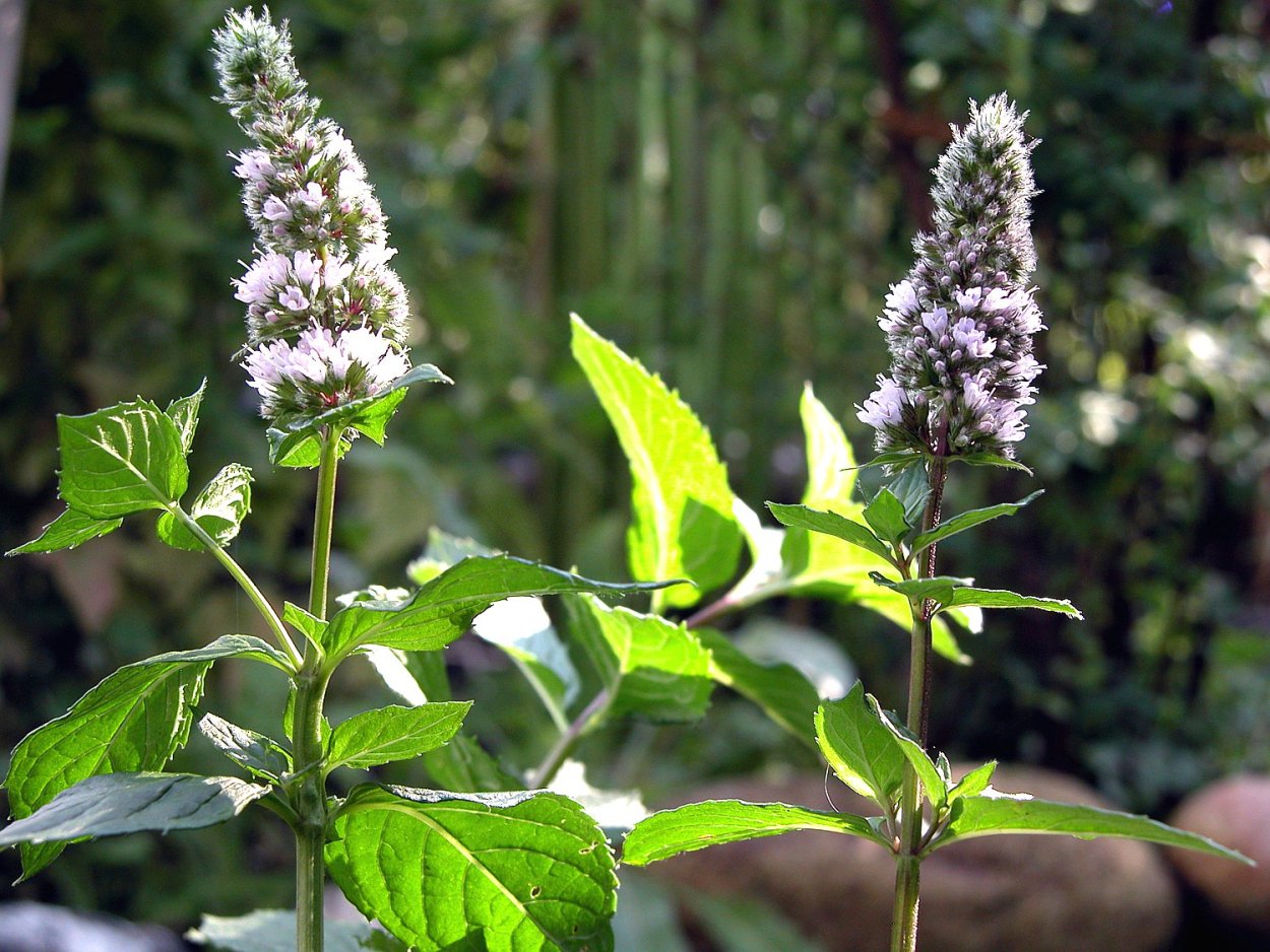 Мята перечная