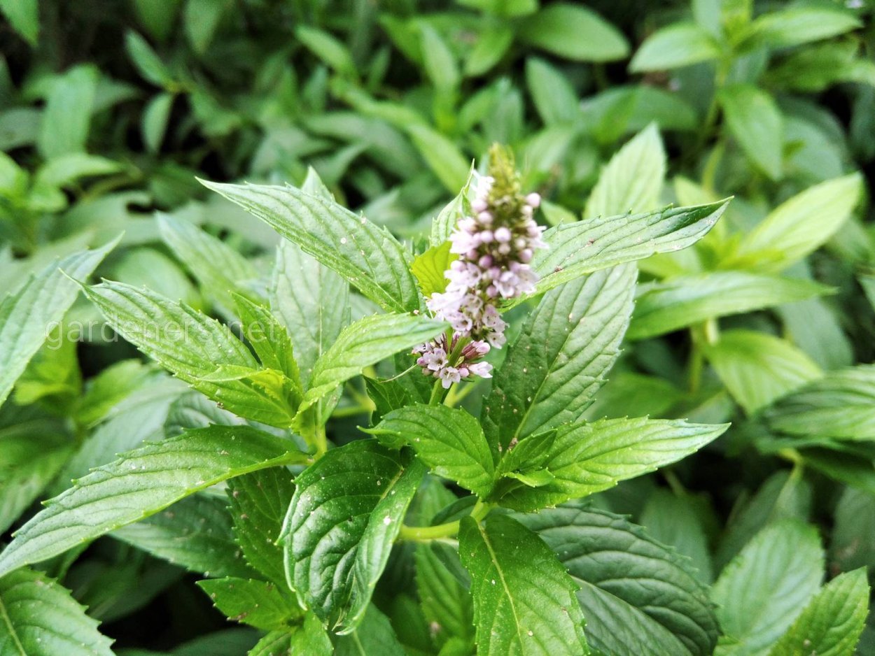 Мята Пеннироял