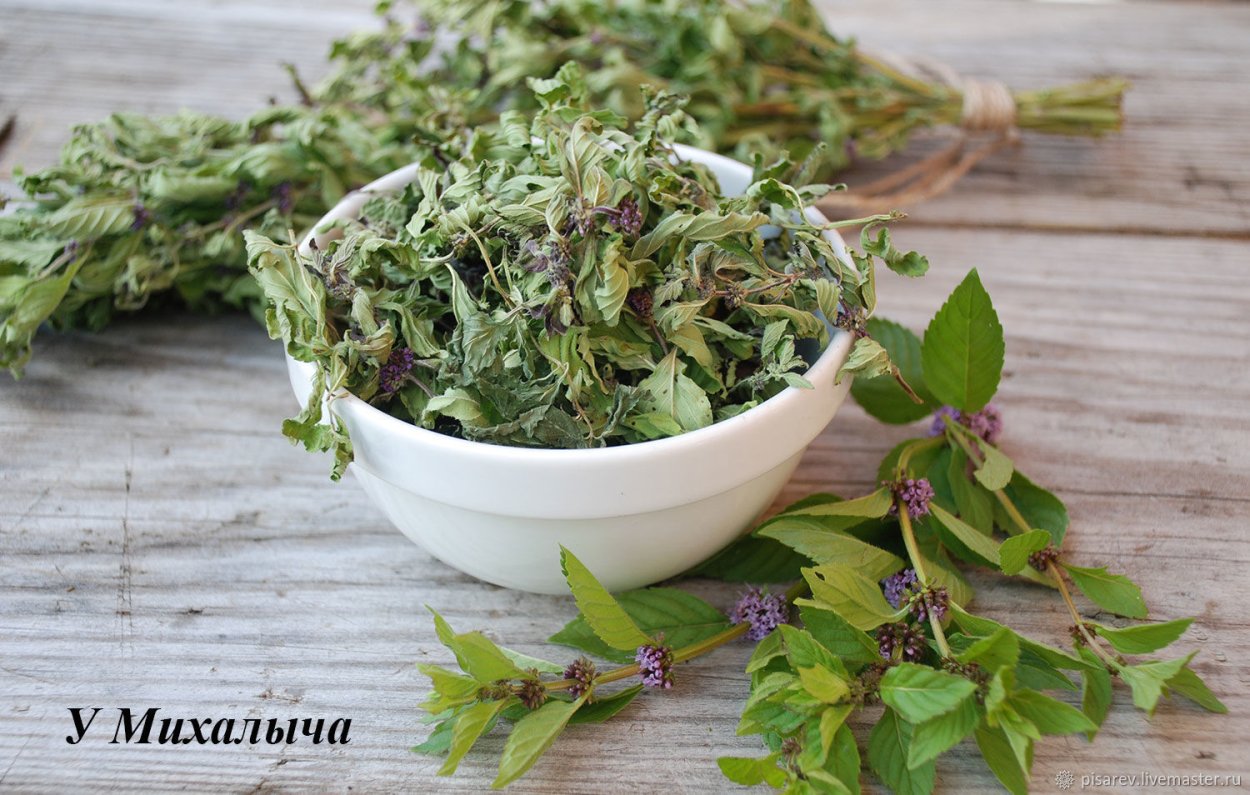 Дикая мята афиша