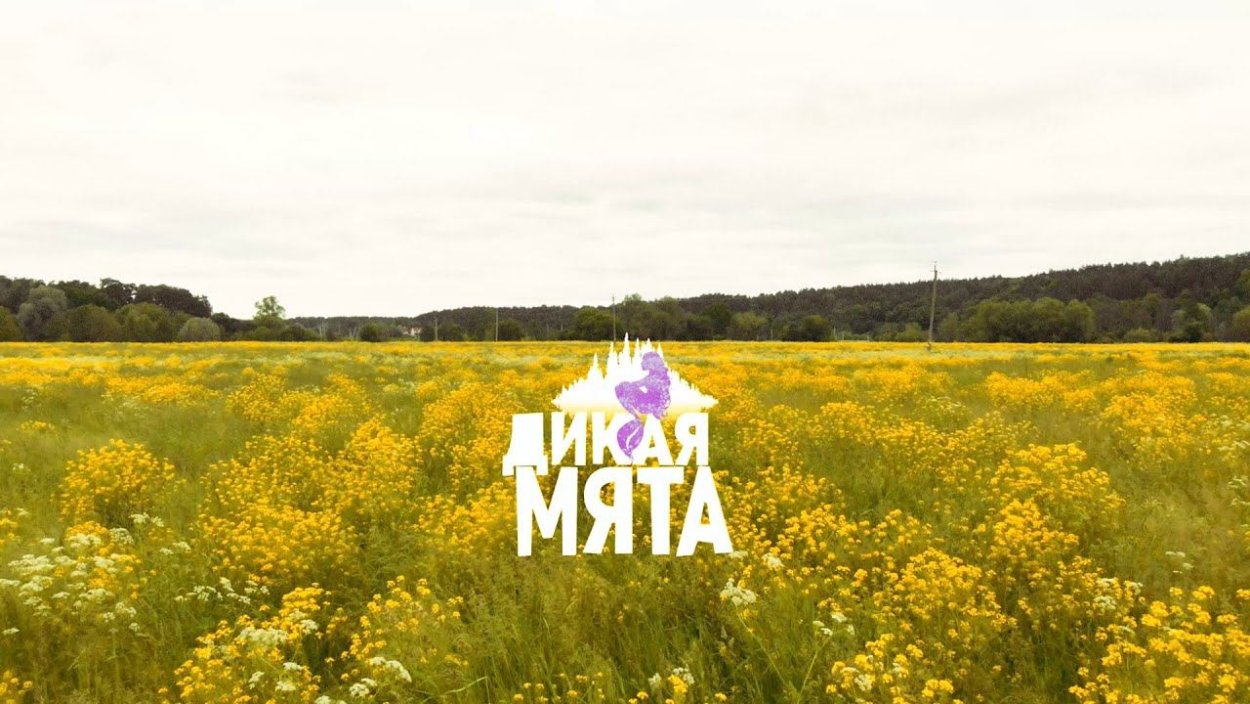 Дикая мята в Москве