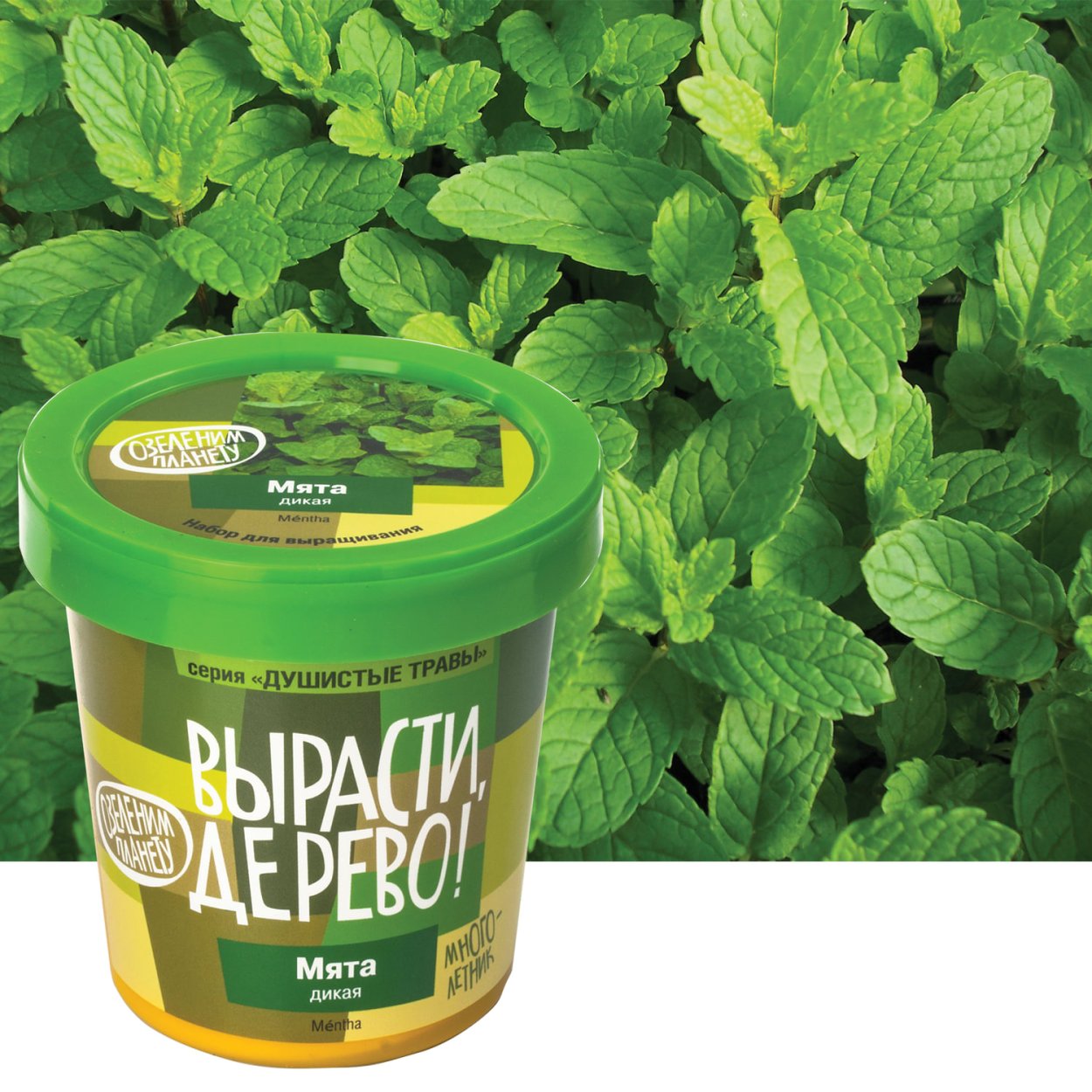 Американская мята фото