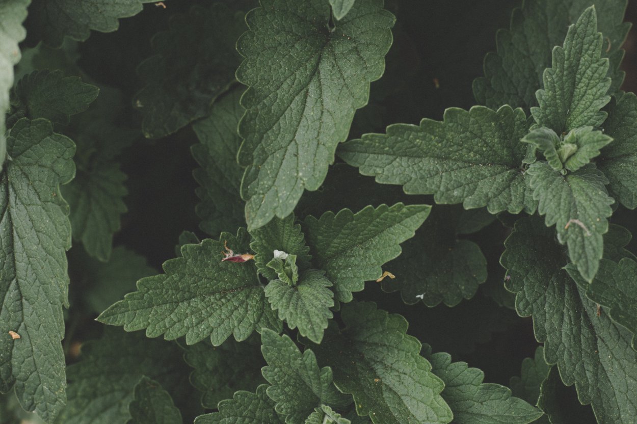 Чем полезна мята для организма