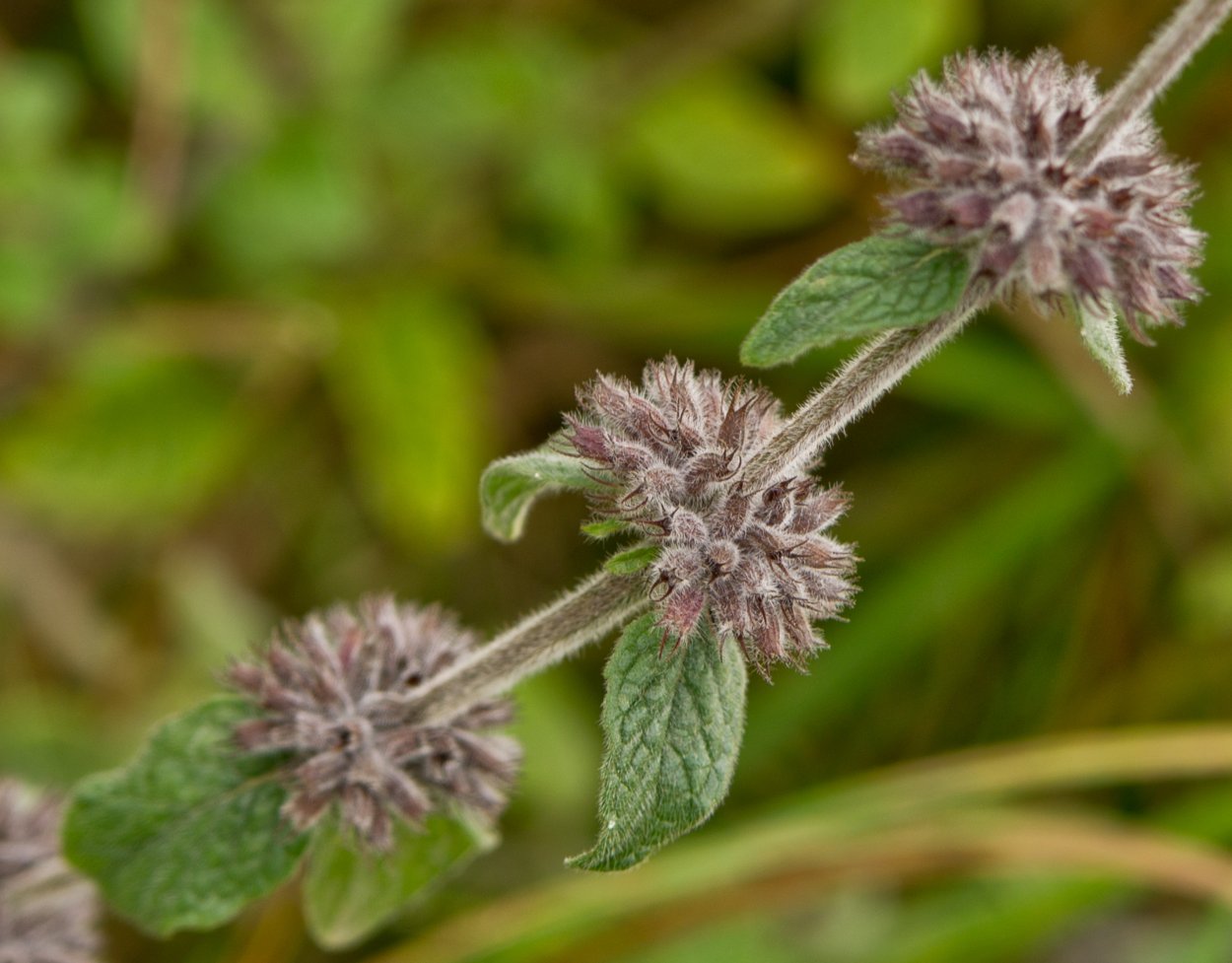 Дикая мята 2018 участники