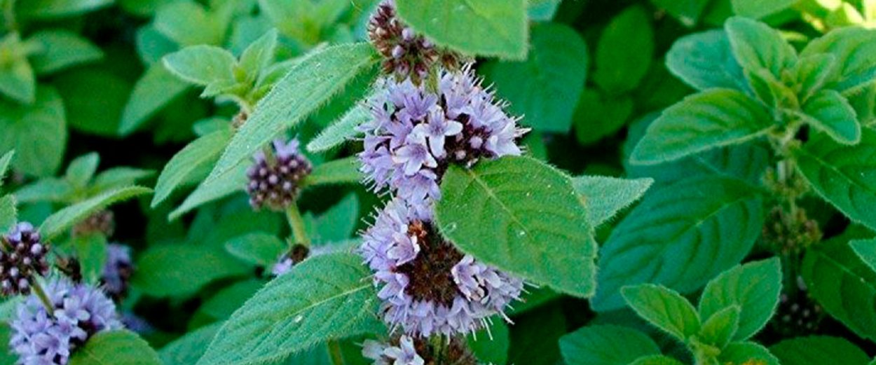 Лечебное растение мята