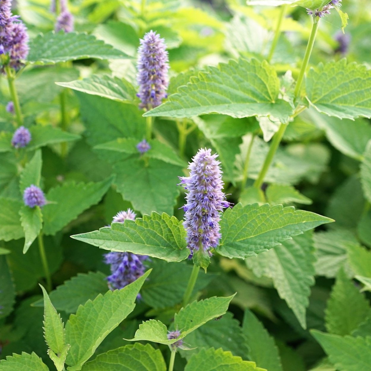 Промокод на дикую мяту 2023