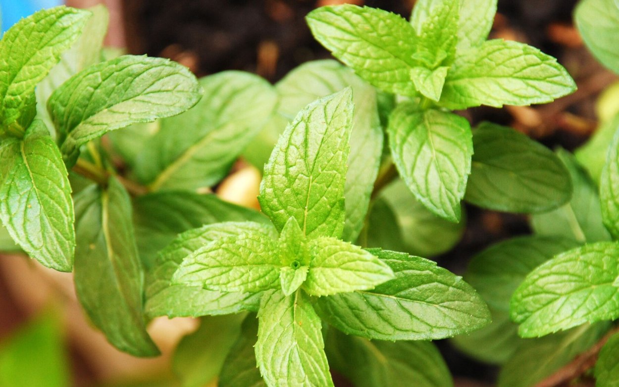 Фестиваль мята 2021