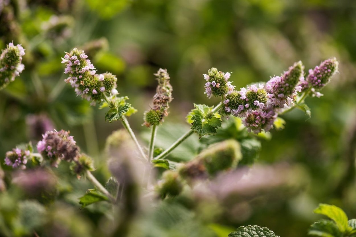 Дикая мята карта