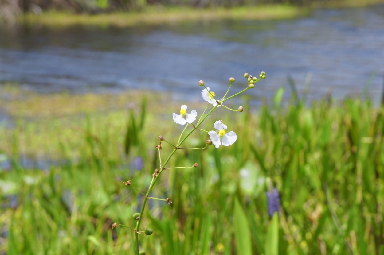 Белые мелкие цветы на болоте