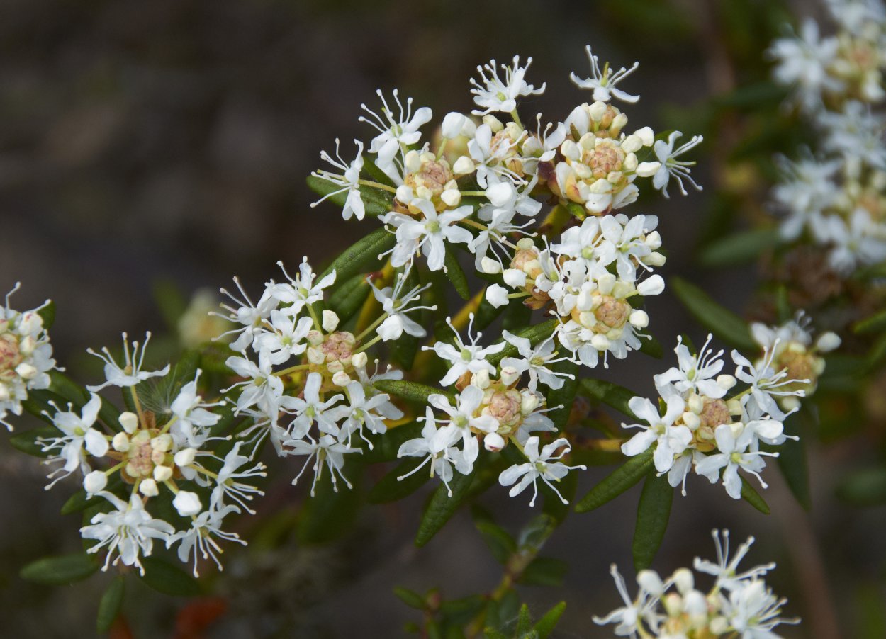 Rhododendron tomentosum