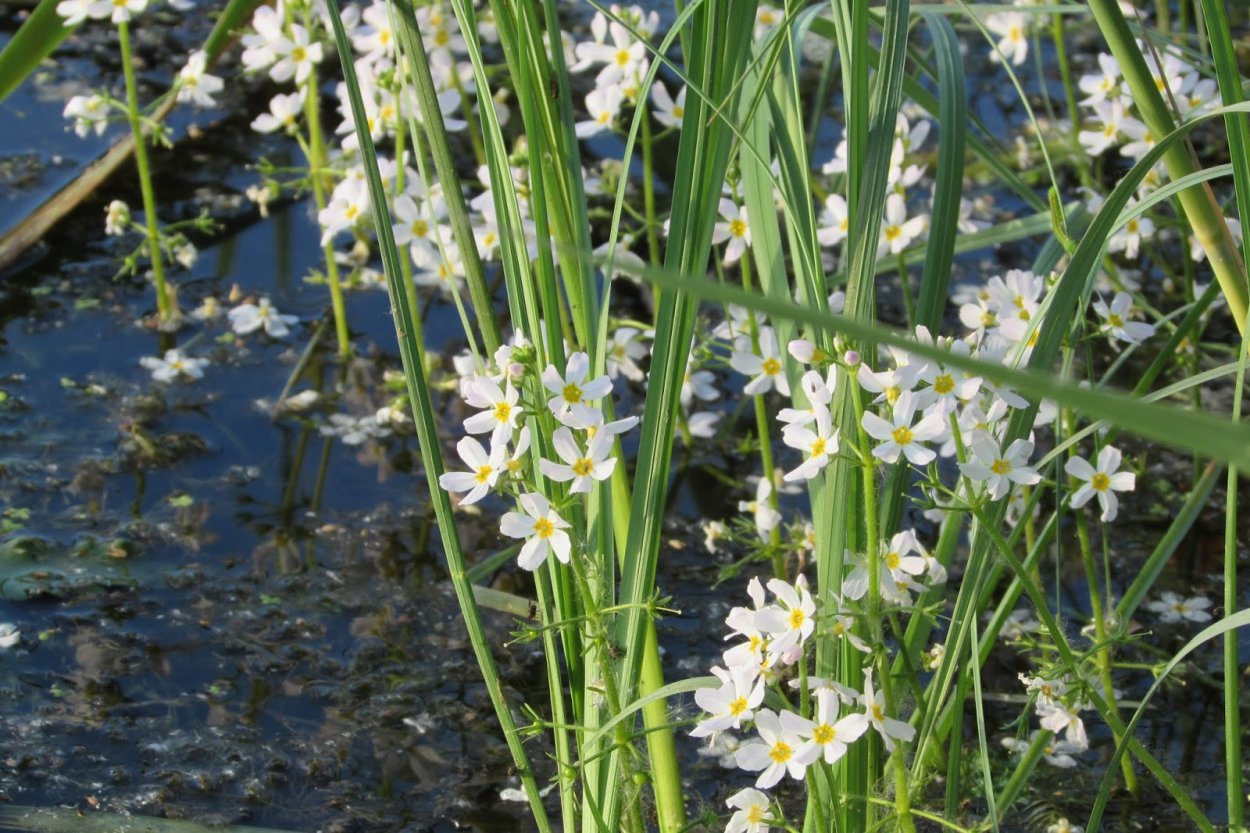 Турча Болотная цветение