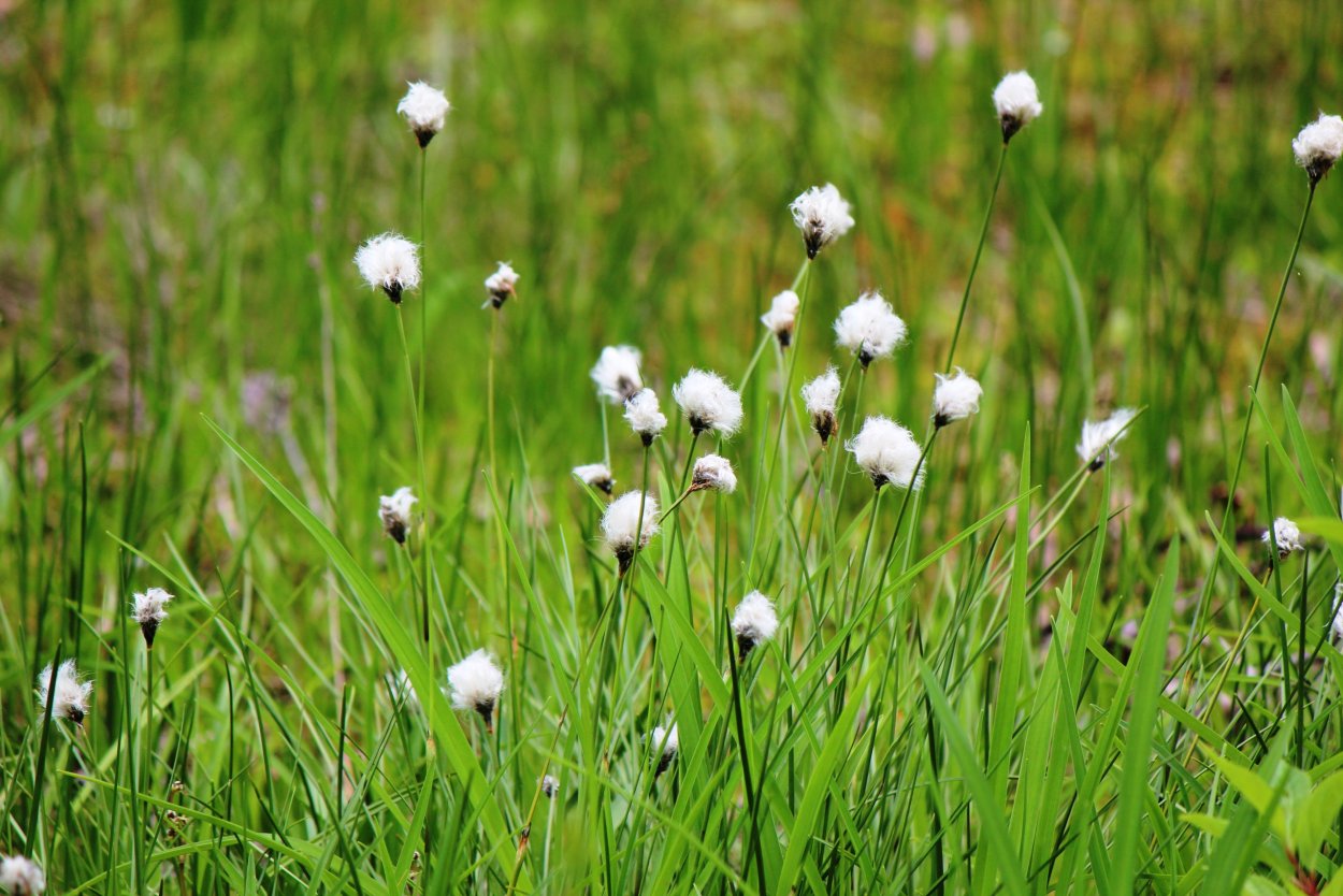Пушица узколистная (Eriophorum angustifolium)