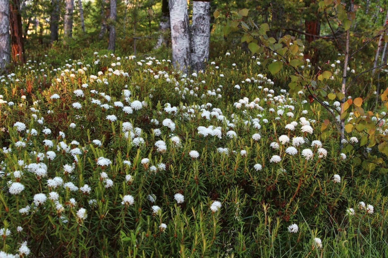 Багульник болотный