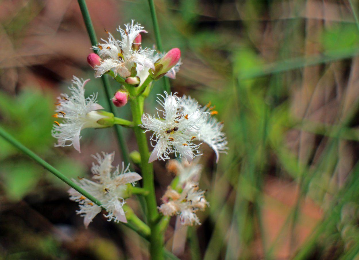 Отцветающие растения