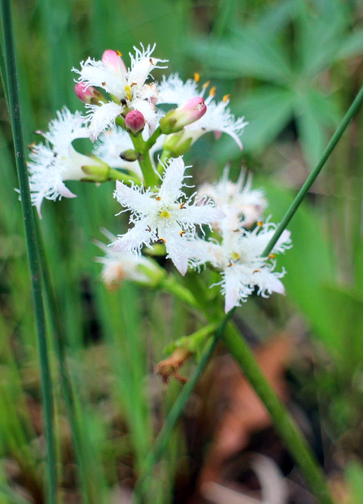Цветущие травянистые растения