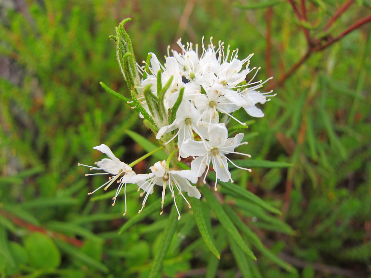 Багульник болотный цветение