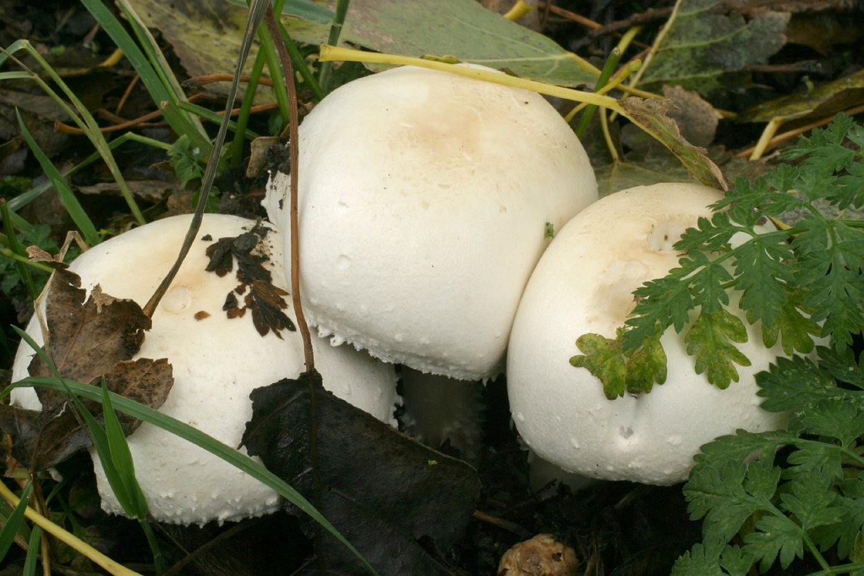 Грибы растущие на лугах