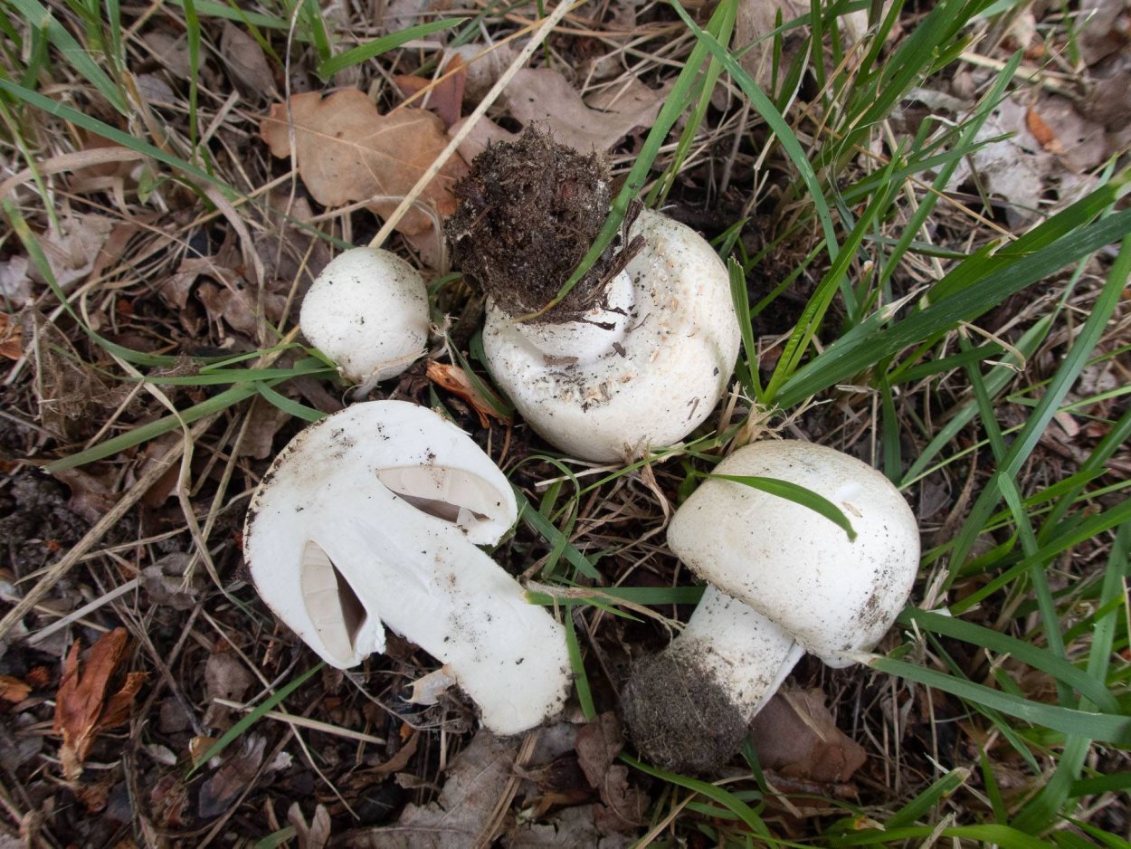 Шампиньон Луговой Agaricus Campestris