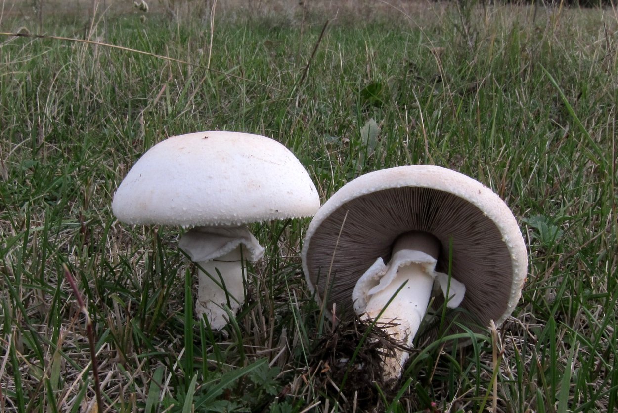 Шампиньоны Agaricus