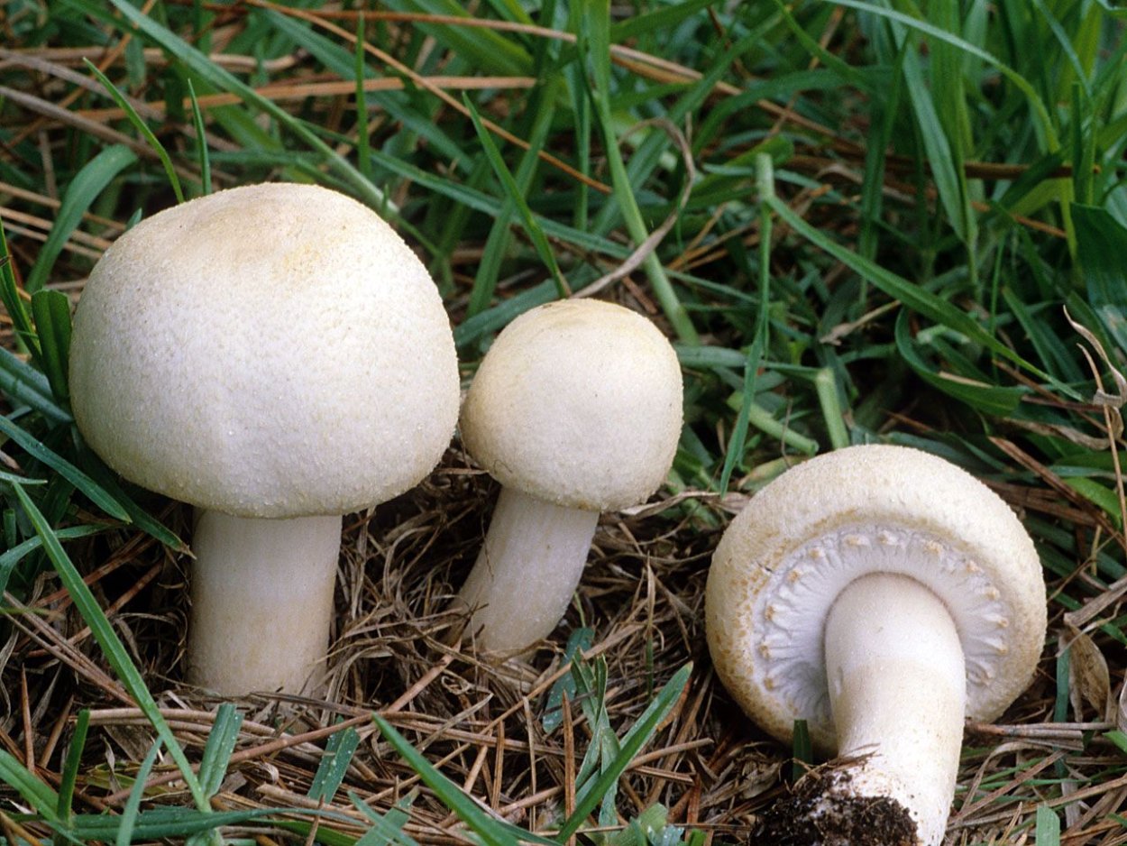 Шампиньон полевой Agaricus arvensis