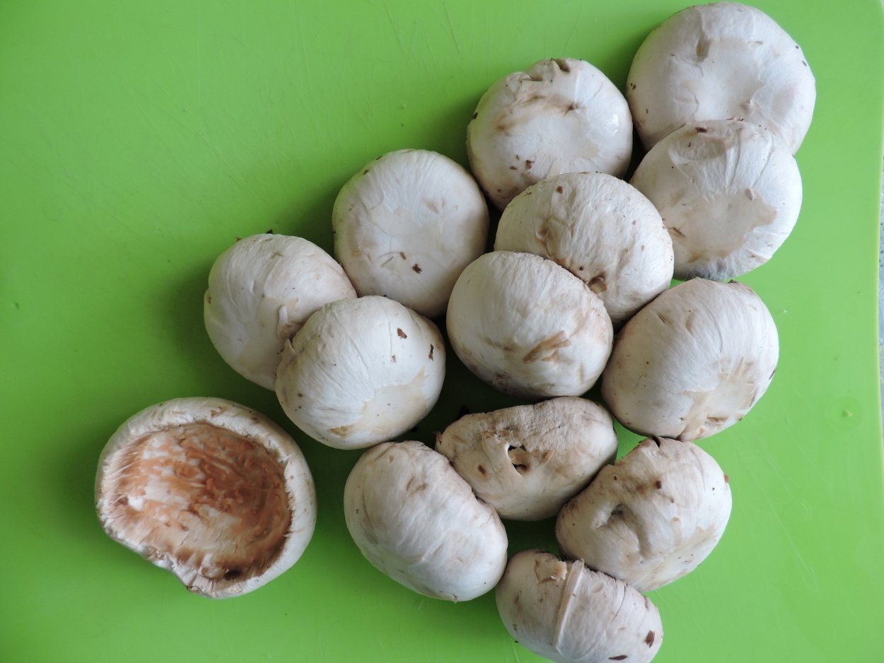 Agaricus arvensis Schaeff. — Шампиньон полевой