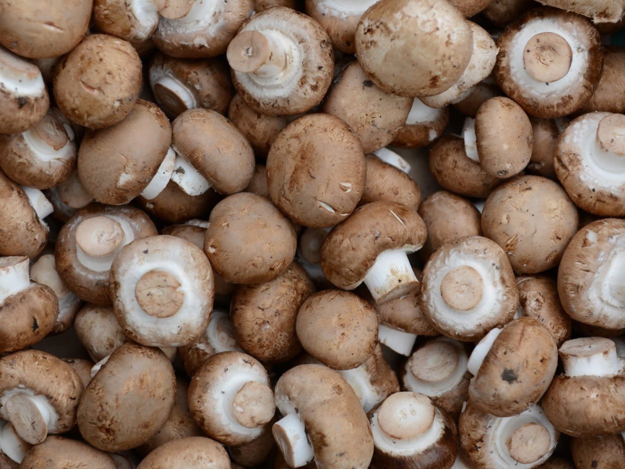 Печерица, Луговой шампиньон ложные