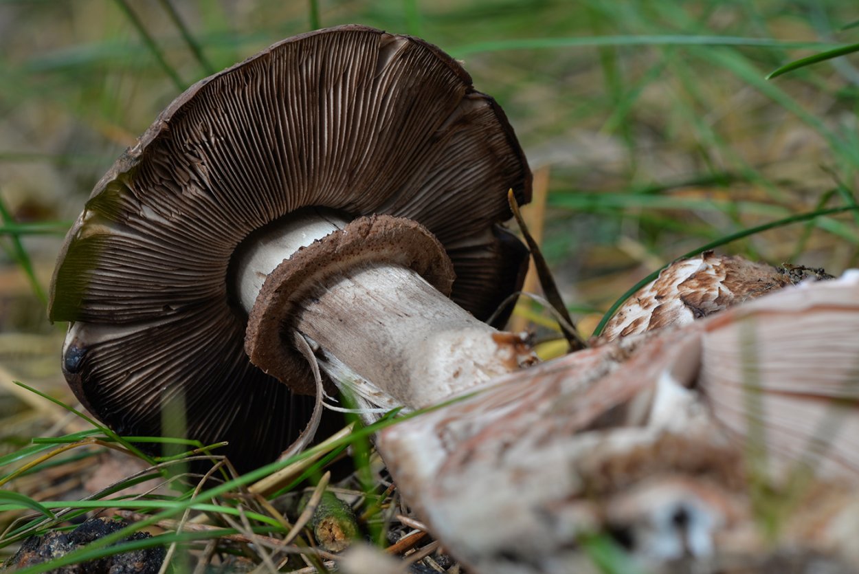 Шампиньоны на даче