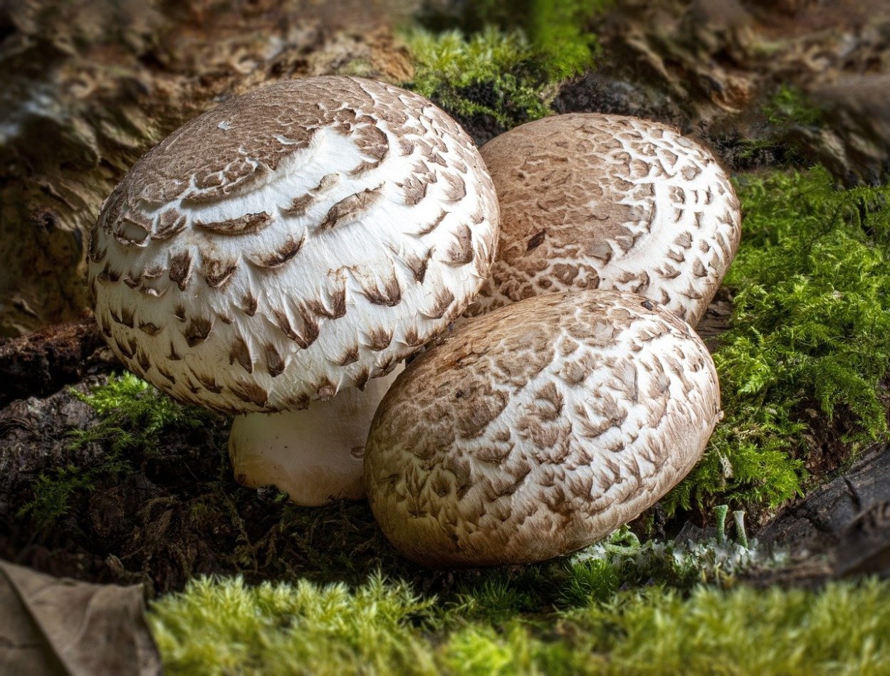 Шампиньон полевой Agaricus arvensis