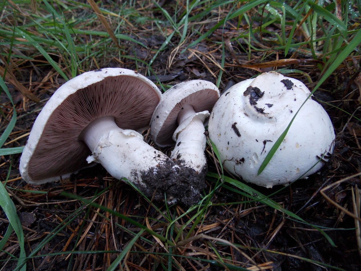 Гриб шампиньон Лесной Благушка Agaricus silvaticus
