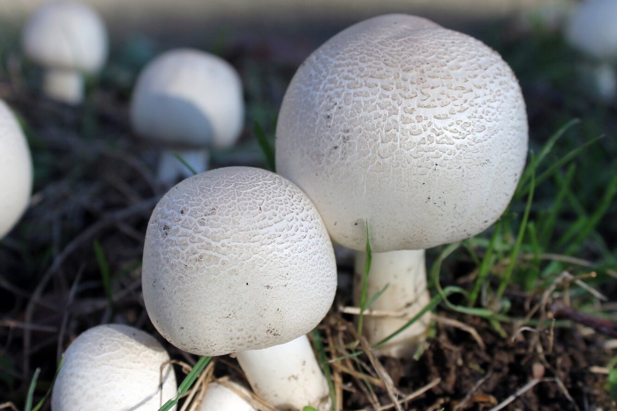 Шампиньон Королевский и его ядовитый двойник