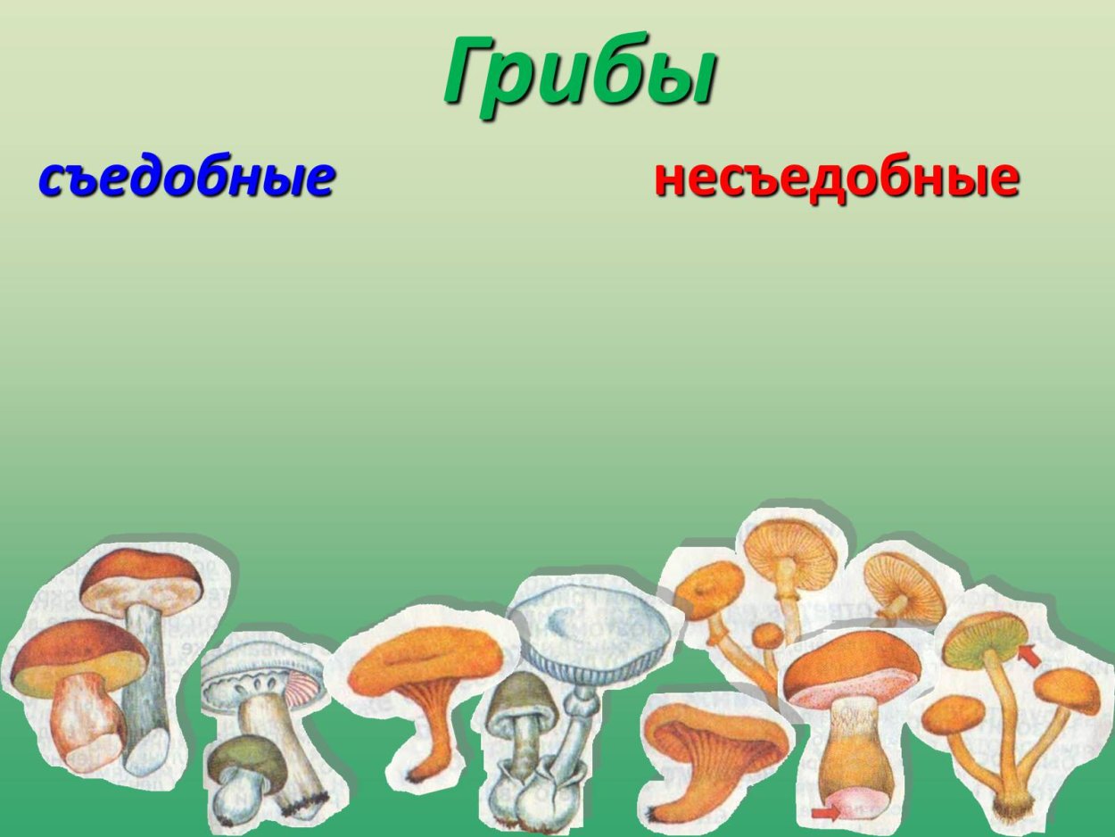 Плакат грибы съедобные и несъедобные