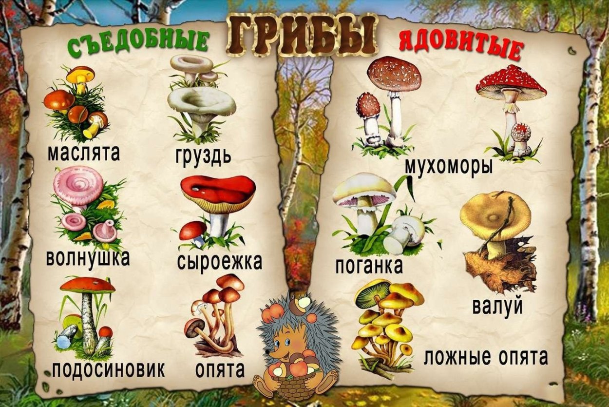 Плакат грибы съедобные и несъедобные