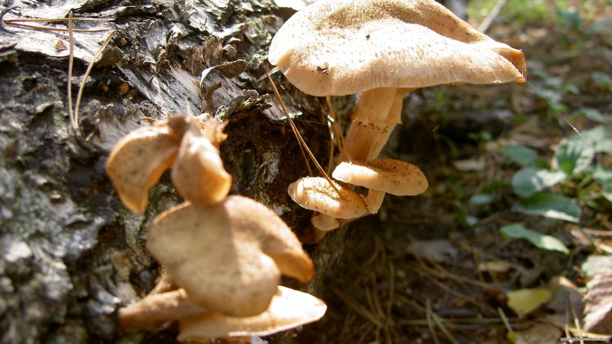 Поздние осенние грибы Подмосковья съедобные