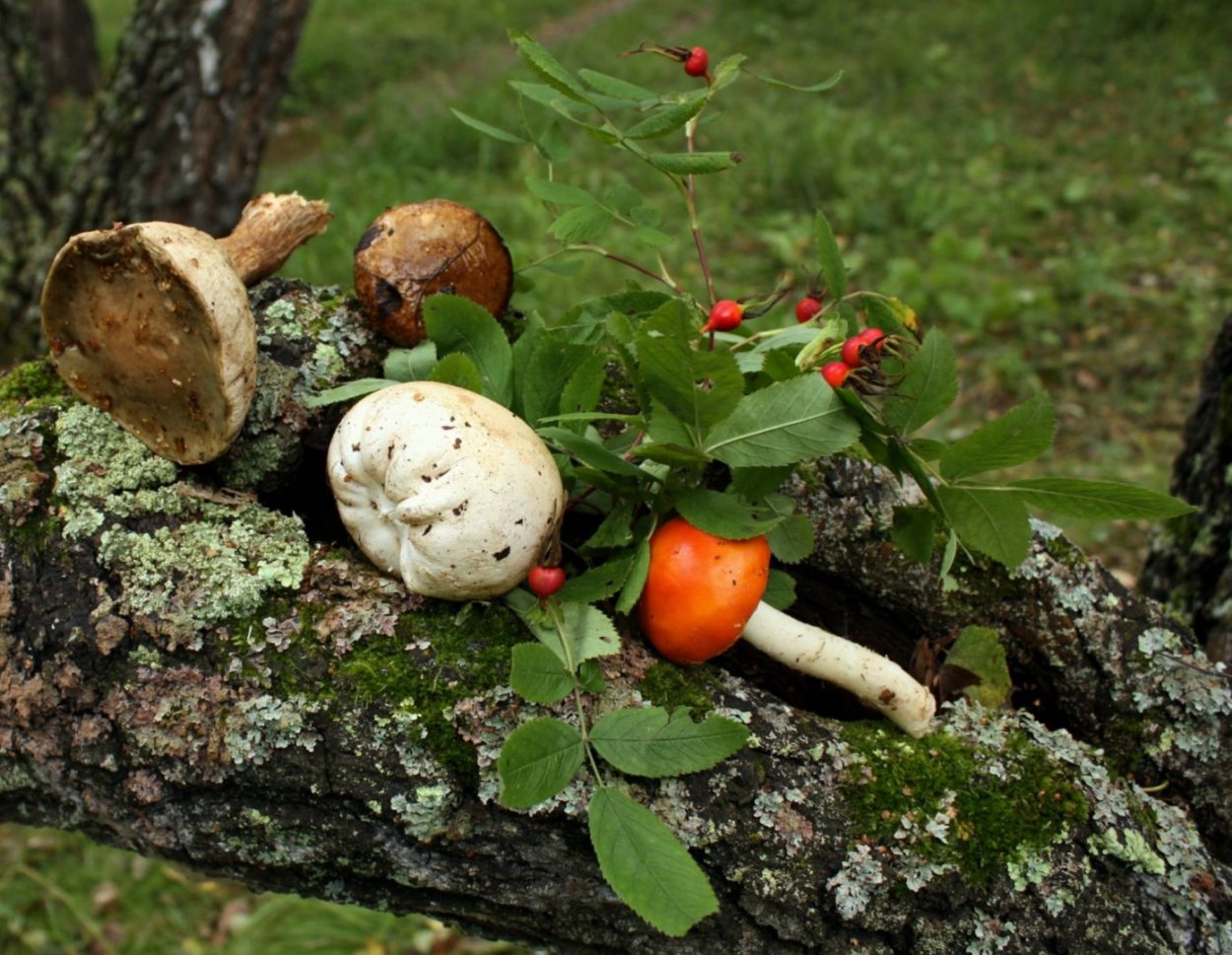 Съедобные грибы Калининградской