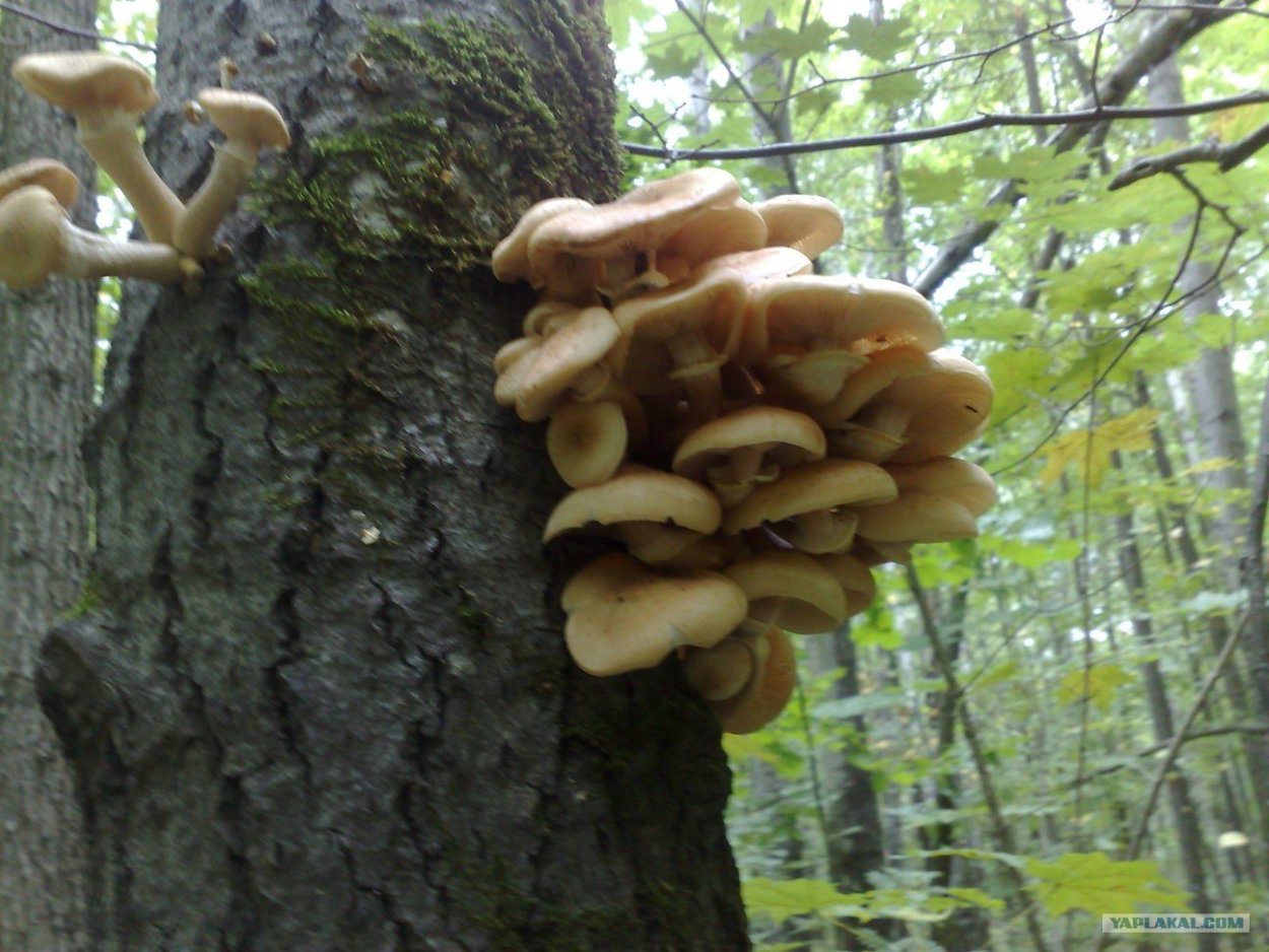 Глеофиллум пахучий