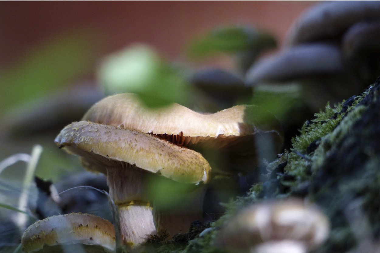 Гриб Липовик