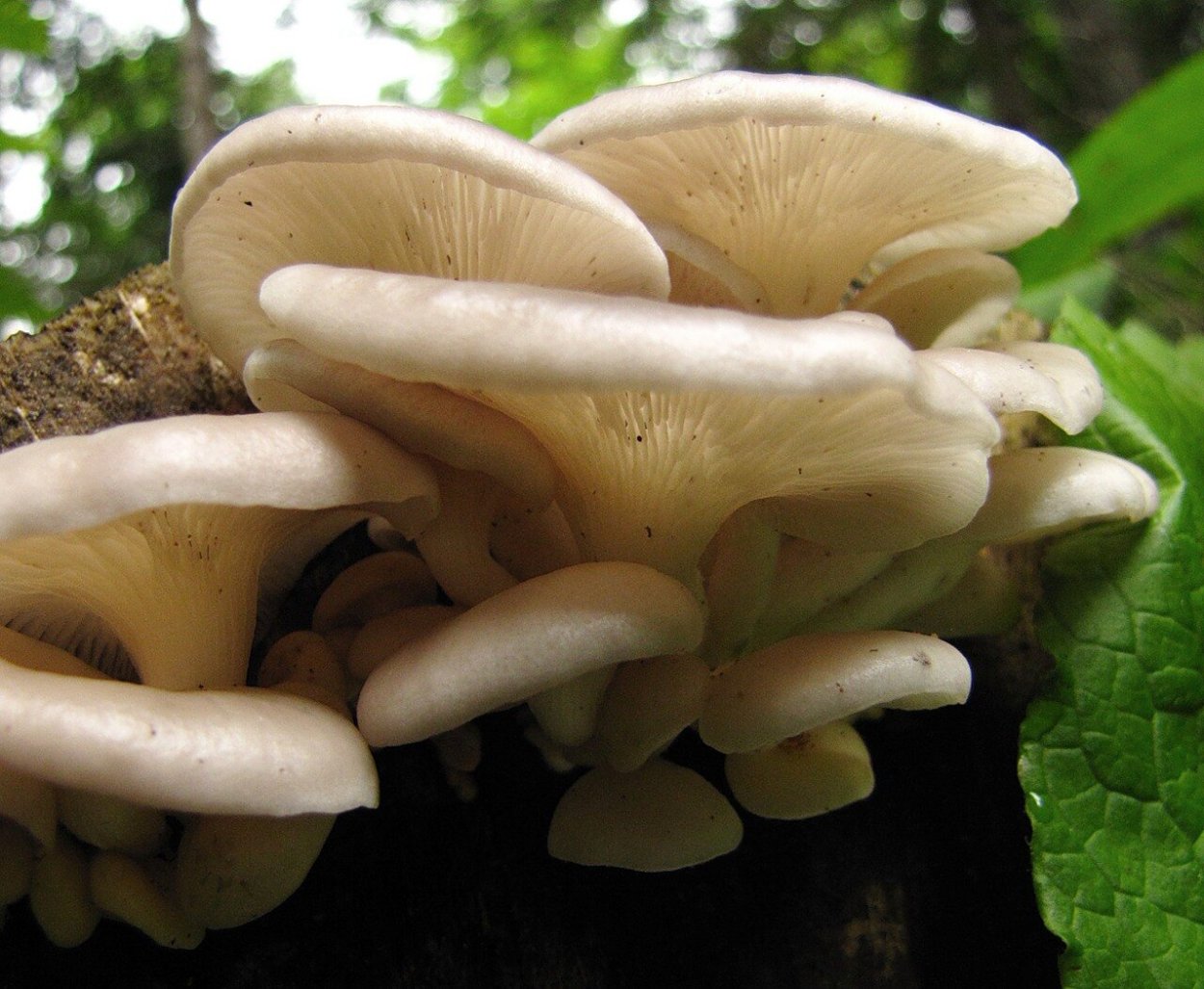 Ложноопёнок серопластинчатый