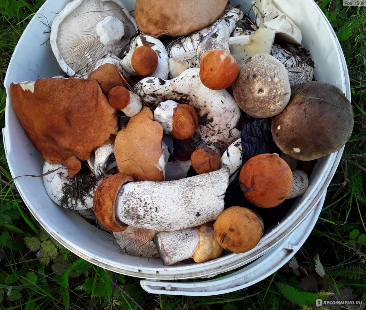 Красивые съедобные грибы