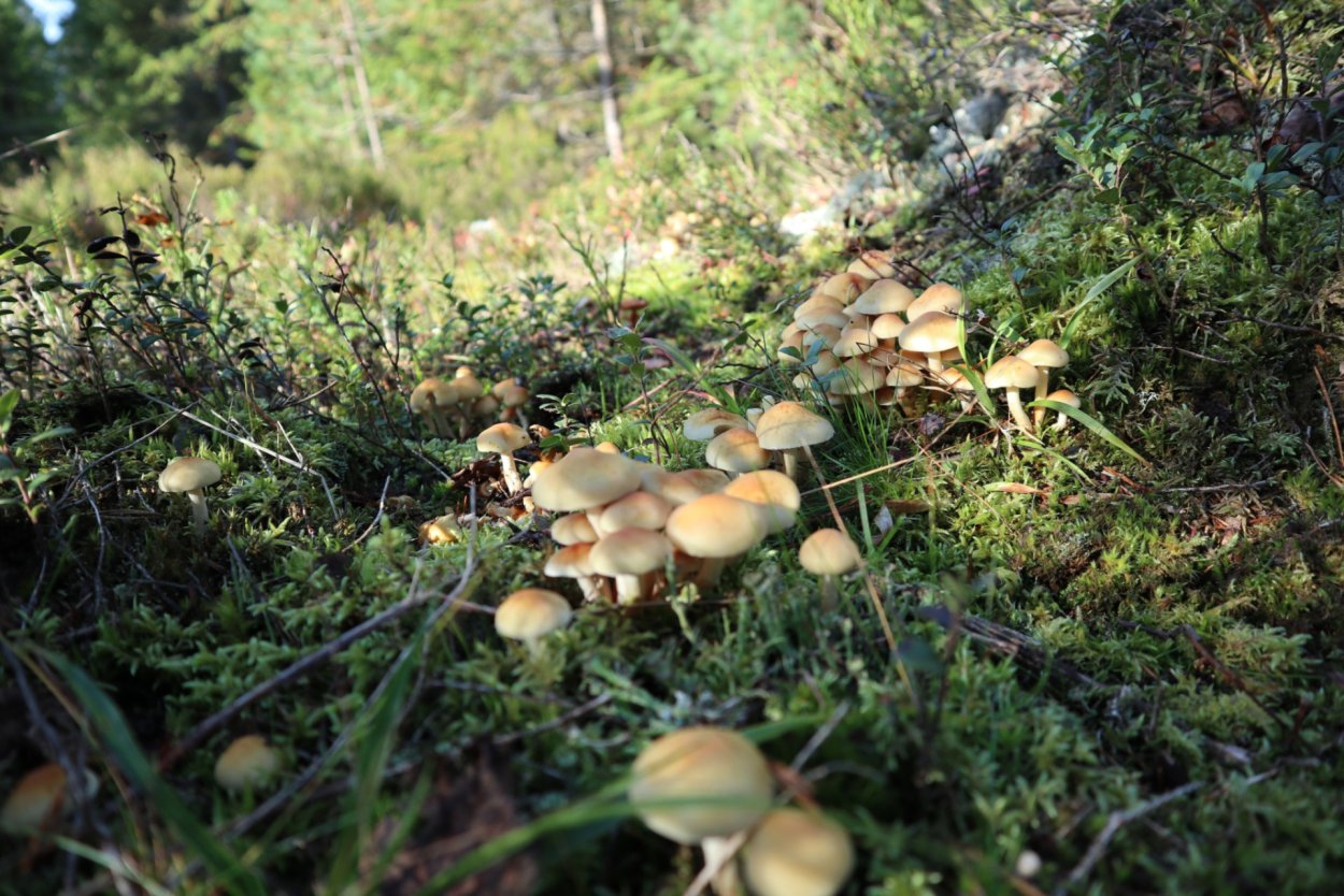 Грибное дерево