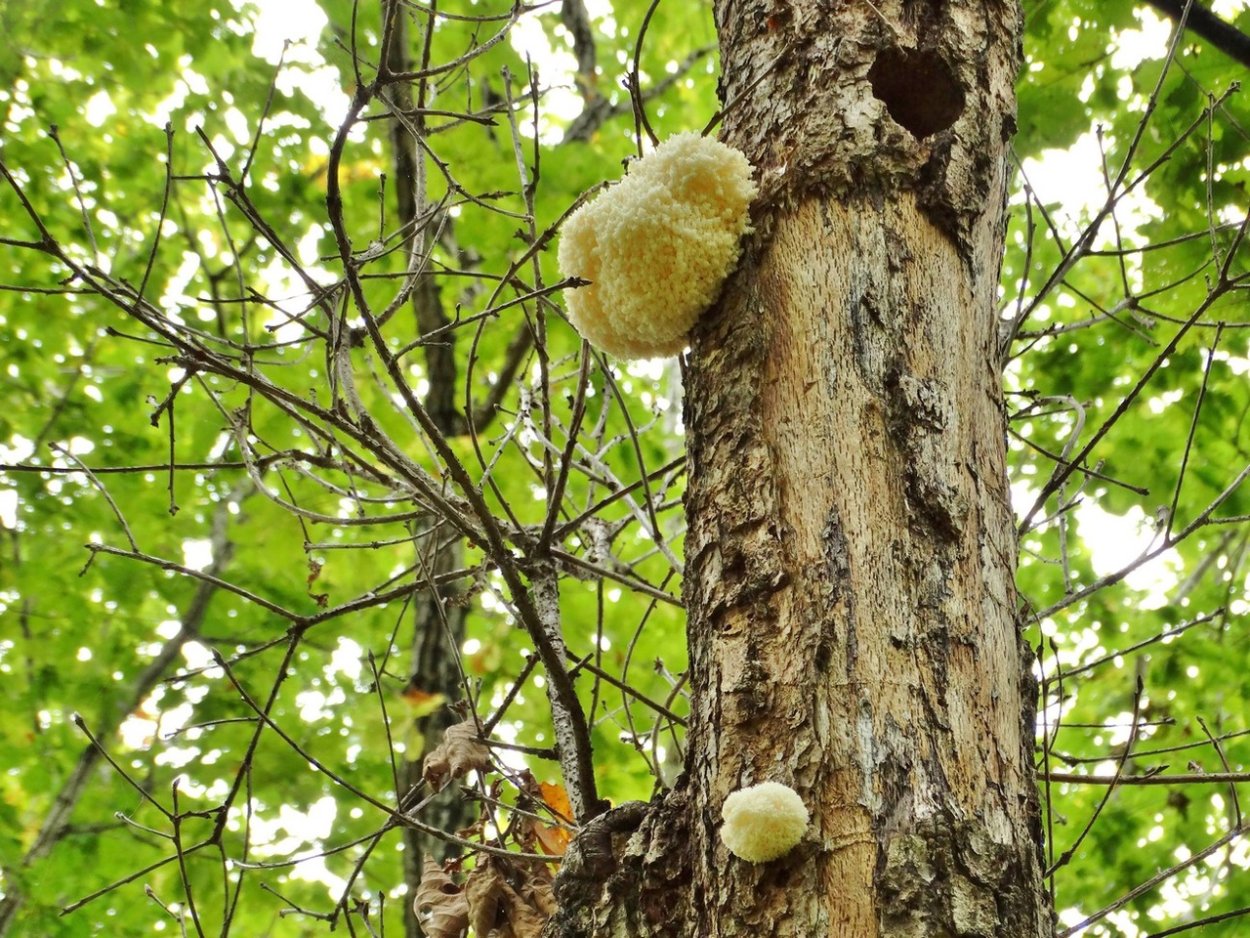 Грибы в июне съедобные