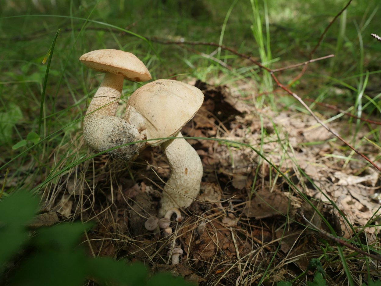 Гриб Липовик Приморский край